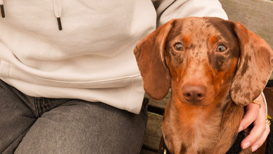 Teckelhoodie - Volwassenen